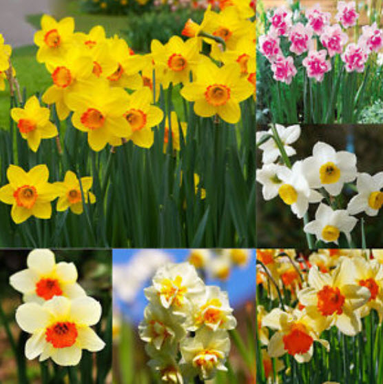 ดารารัตน์ ดูโอ (Daffodil / Narcissus Duo) คละ (A) / 400 เม็ด (China)