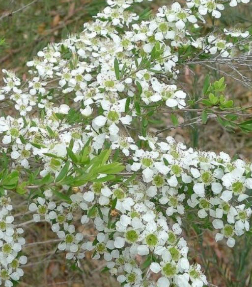 Tantoon Tea Tree / 100 เม็ด (Australia)