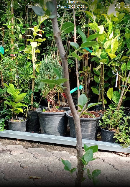 ต้น พุทราจีน สายพันธุ์ลูกรี ต้นเสียบยอด สูง 70-90 ซ.ม. ต้นไม้นำเข้าจากจีน