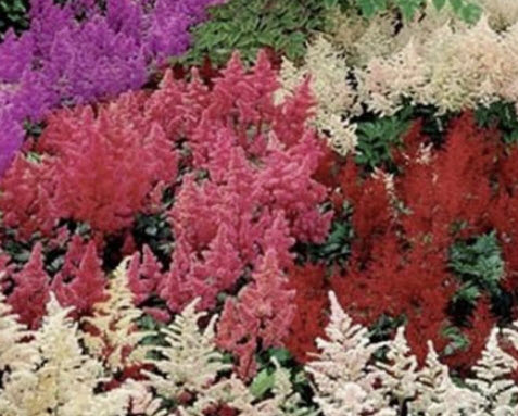 อัสดง (Astilbe- Bunter) คละ / 50 เม็ด (USA)