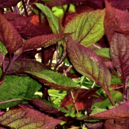 ชิโสะ สองสี (Perilla Frutescens / Shiso - Bi Coloured) / 300 เม็ด (UK)