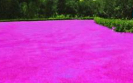 หญ้าฟาง (Fescue grass) สีชมพู / 500 เม็ด