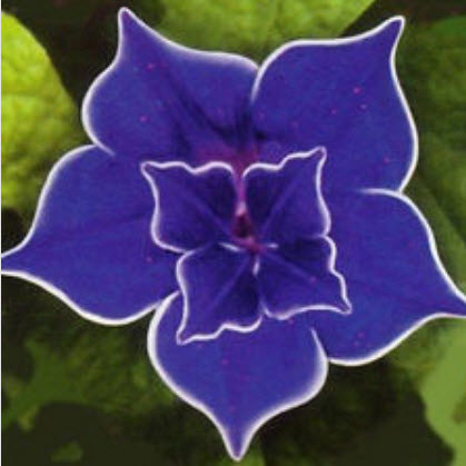 มอนิ่ง กลอรี่ (Morning glory - Blue Picotee) / 25 เม็ด (หายาก)