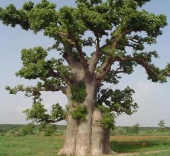 เบาบับ (Baobab / Adansonia Digitata) / 5 เม็ด (นอก)
