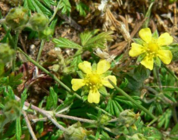 ซินคิวฟอยล์ (Cinquefoil / Potentilla argentea) สีเหลือง / 50 เม็ด (Hungary)