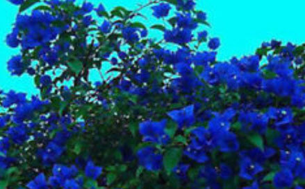 เฟื่องฟ้า (Bougainvillea) สีน้ำเงิน / 50 เม็ด (China) อ่านเงื่อนไขก่อนสั่งซื้อค่ะ