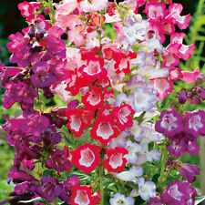 เพนสตีมอน เซนเซชั่น (Penstemon Sensation) คละ / 1,200 เม็ด (UK)*