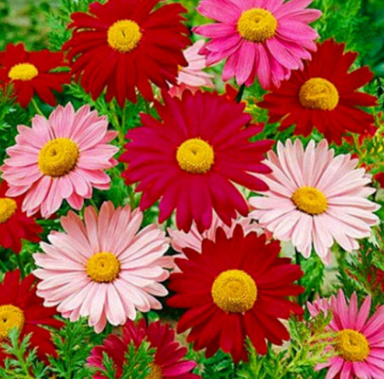 ไพรีธัม (Pyrethrum Robinson / C. Coccineum) คละสี / 140 เม็ด ดอกไม้ไล่แมลงและยุง