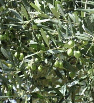 ต้นมะกอกโอลีฟ (Olea europaea) สูง 20-30 ซ.ม. / ต้น