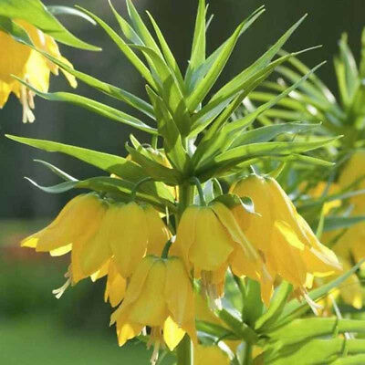 มงกุฏจักรพรรดิ์ (Crown Imperial) สีเหลือง / 100 เม็ด