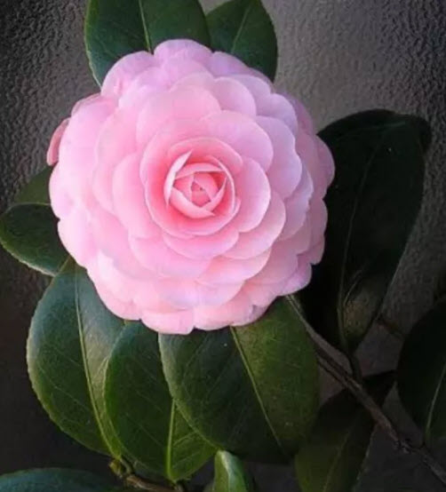ต้นคาเมเลีย คามิเลีย Camellia ดอกชมพู อายุ 4 ปี+ ต้นไม้นำเข้า