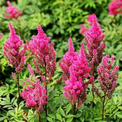 อัสดง (Astilbe) คละ / ซอง 50 เม็ด (A117)