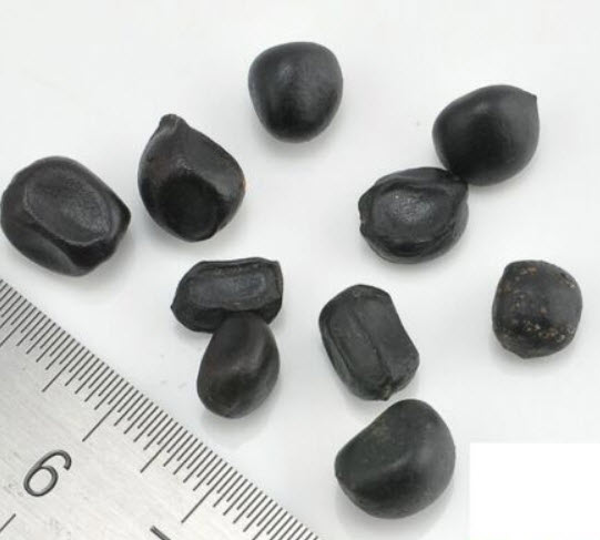 หทัยหยาดทิพย์ (Bleeding Heart) สีฟ้า / 10 เม็ด