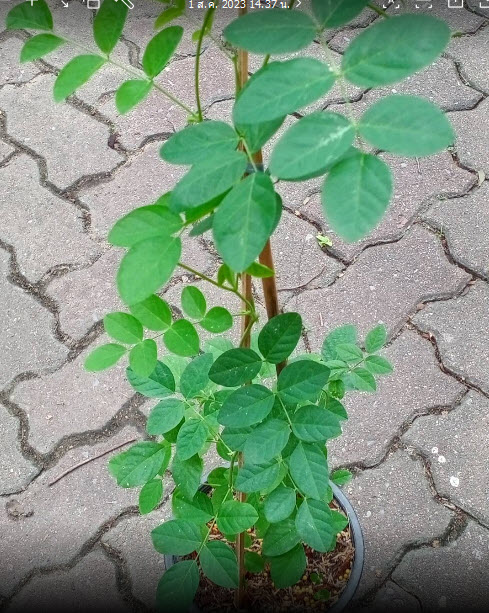 ต้นอัญชัน ดอกด่าง กระถาง 6 นิ้ว สวยมาก มีต้นพร้อมส่ง