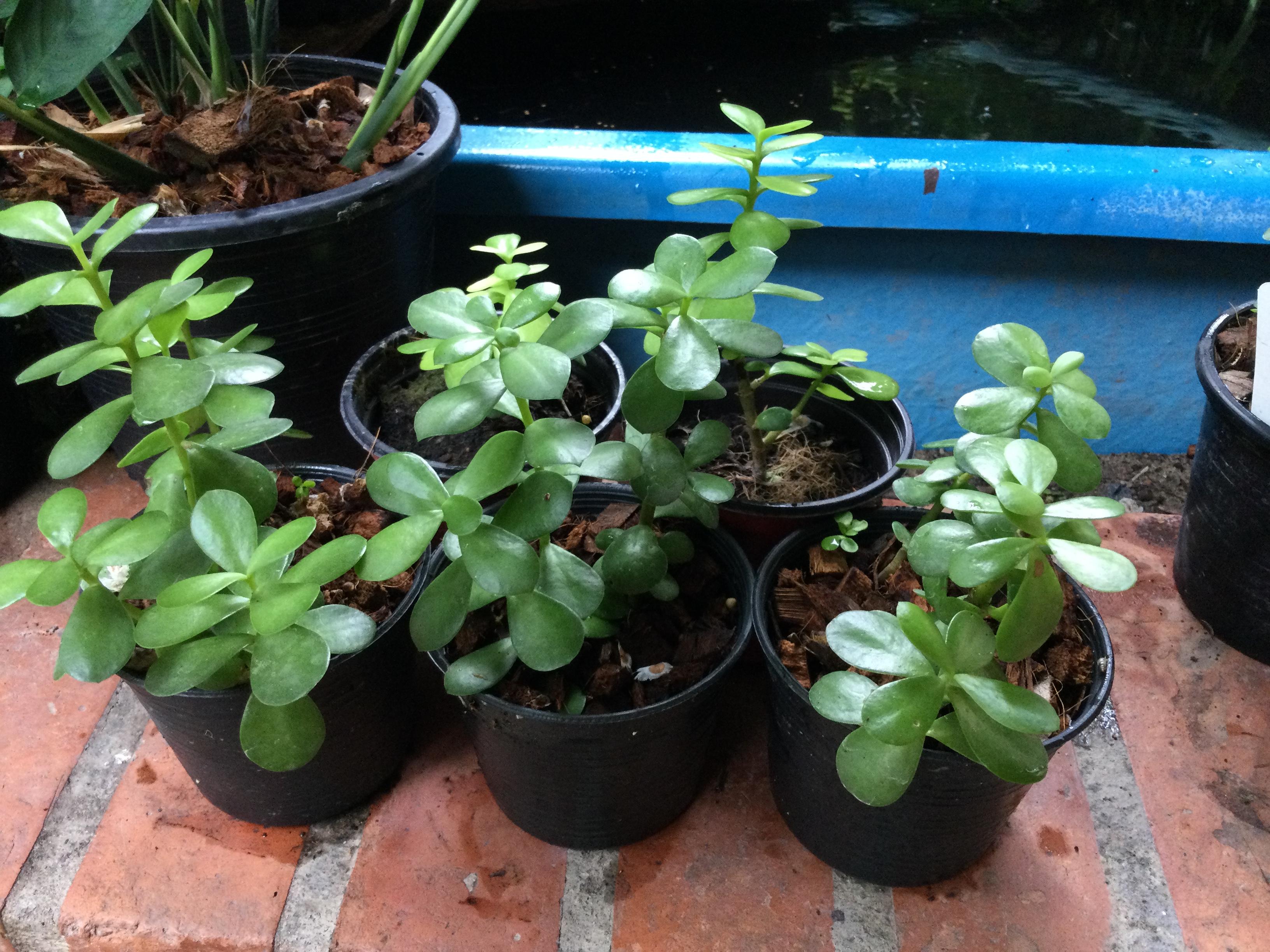 ต้นคราสซูล่า (Crassula) หรือต้นดูดทรัพย์ กระถาง 4 นิ้ว