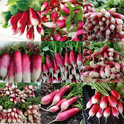 หัวไชเท้าแดง - French Breakfast แพ็คใหญ่ / 5,000 เม็ด (UK)