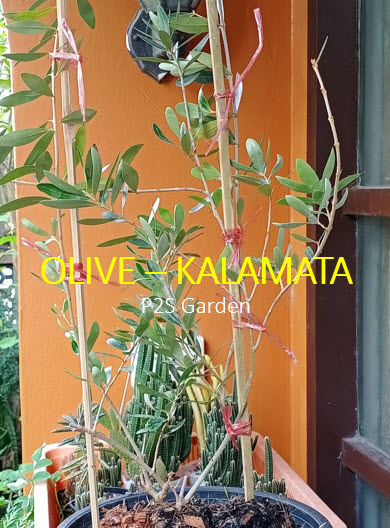 ต้นมะกอกโอลีฟ (Olive - kalamata) สูง 70-90 ซ.ม. (Greece)