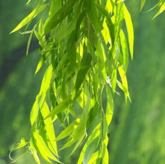 หลิว (Weeping Willow) / 25 เม็ด
