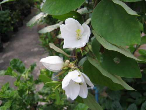 กาหลง ขาว (Snowy Orchid tree) / 10 เม็ด (ไทย)