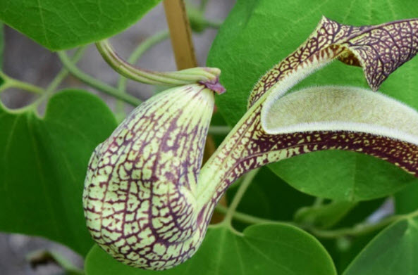 ไก่ฟ้าพญาลอ (Pelican flower) ว่านไก่ฟ้าพญาแล ว่านดอกไก่ / 50 เม็ด