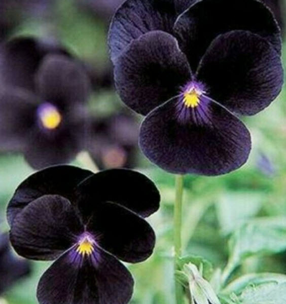 ไวโอลา หรือหน้าแมวจิ๋วสีดำ (Viola Clear Crystals Black) / 200 เม็ด (UK)