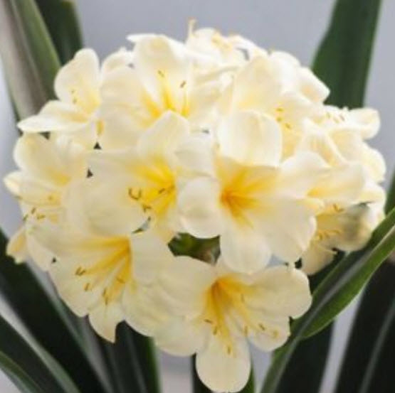 คลิเวีย (Clivia) ขาว / 5 เม็ด (นอก)