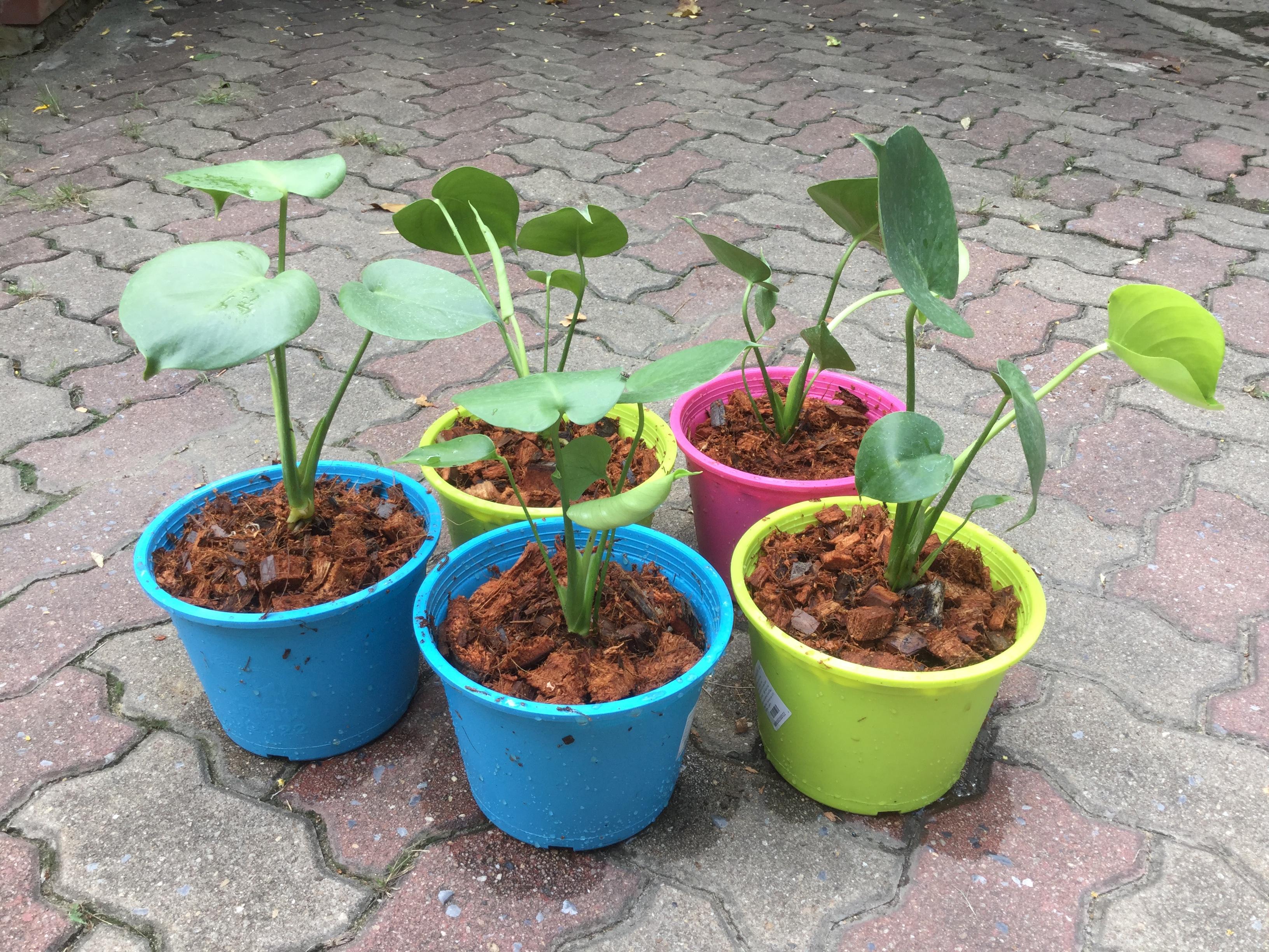 ต้นมอนสเตอร่า ไจแอนท์ (M) / ต้น