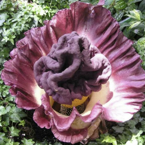 บุกคางคก (Elephant Yam) / 5 เม็ด (P2S)