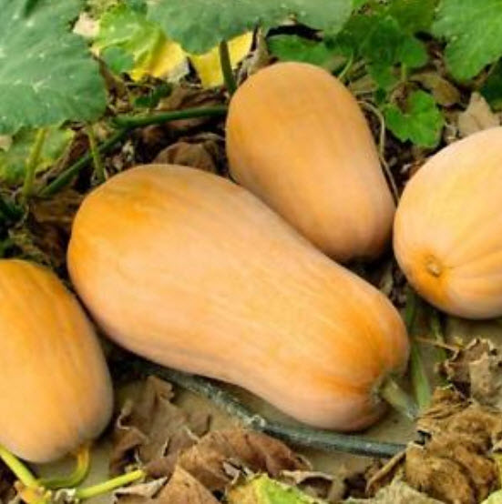 ฟักบัทเตอร์นัท (Waltham Butternut Pumpkin) / 10 เม็ด (Australia)