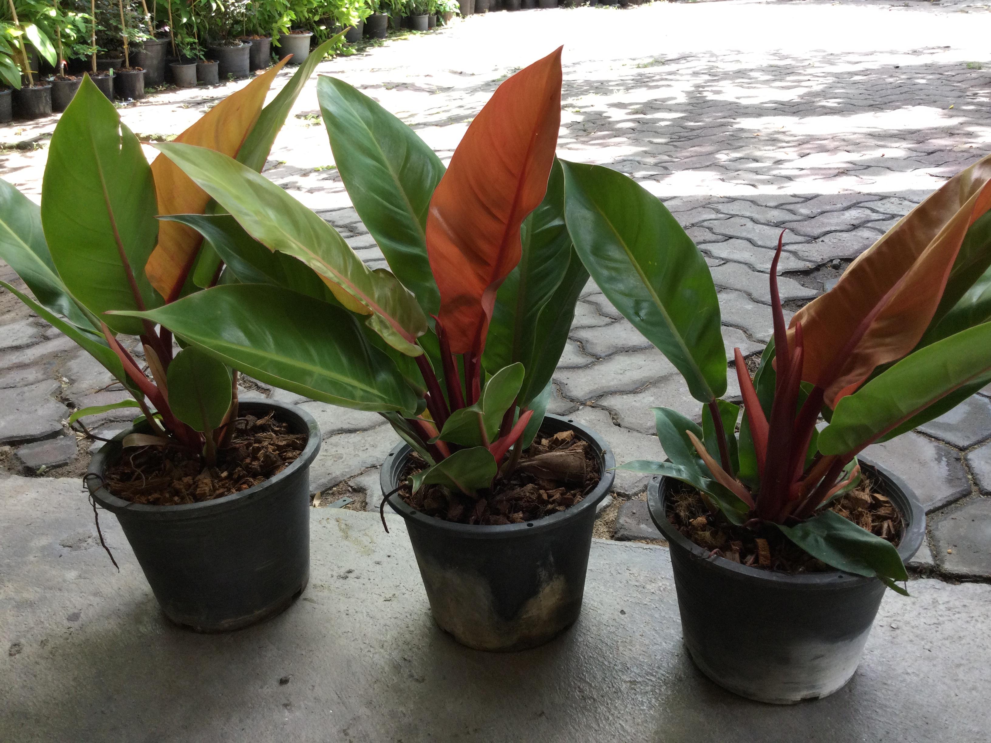 ต้นฟิโล กุมารแดงเรียกทรัพย์ / เชอรี่ เรด / เรด คองโก / รวยโชค กระถาง 8 นิ้ว