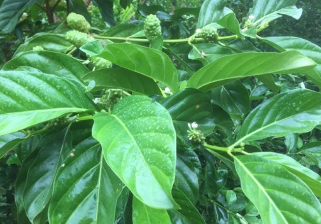 ยอบ้าน (Great Morinda) / 20 เม็ด (ไทย)