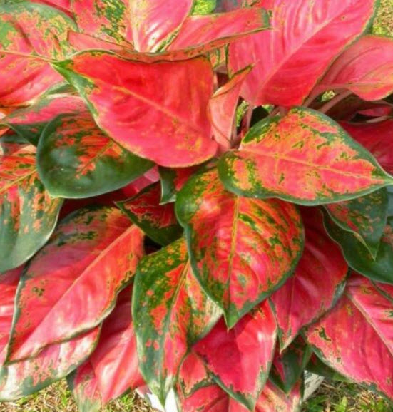 อโกลนีมา (Aglaonema) คละ / 100 เม็ด (set A)