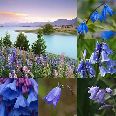 บลูเบลล์ (Bluebell) / 20 เม็ด (Malaysia)