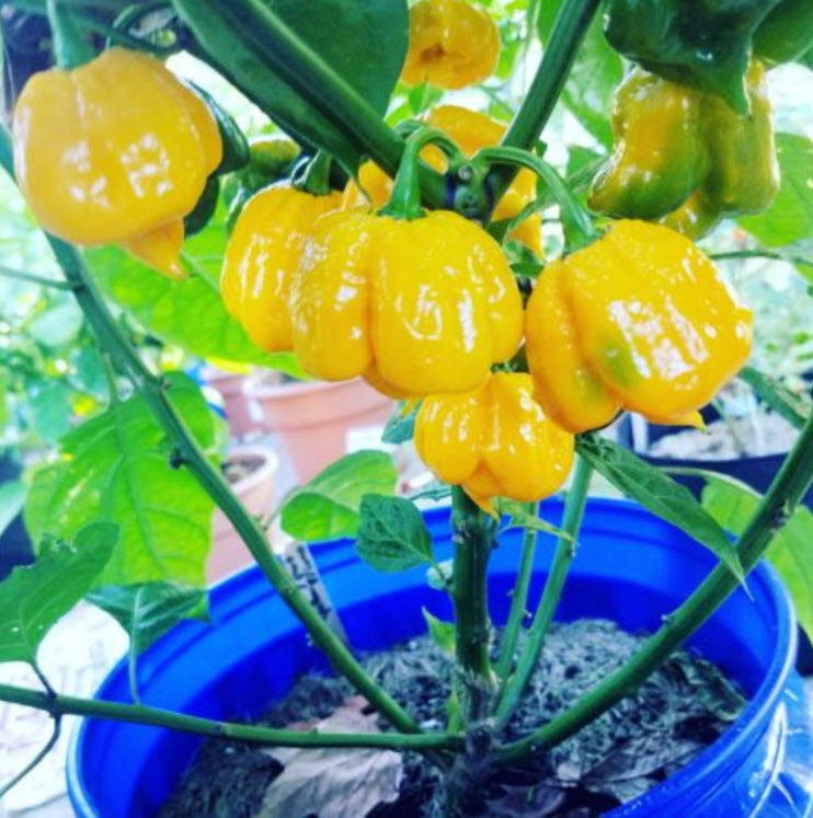 พริก 7 Pot Primo เหลือง / 10 เม็ด (USA)