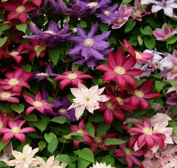 เคล็มแมททิส (Clematis) คละสี (C) / 50 เม็ด