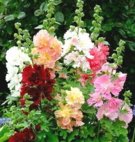 ฮอลลี่ฮ็อค (Hollyhock - Majorette Double) คละ / 200 เม็ด (UK)*