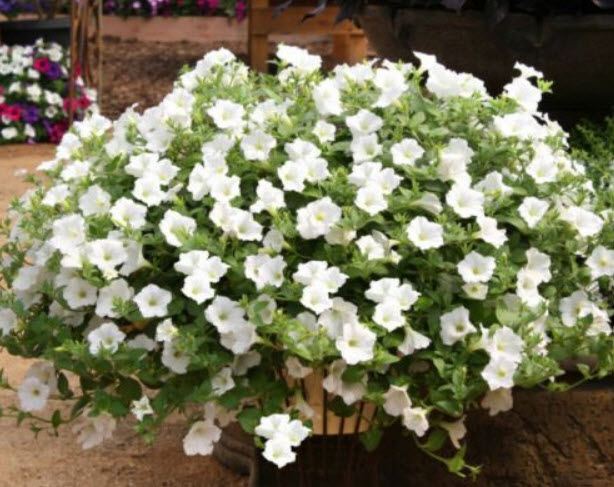 พิทูเนียเลื้อย (Trailing Petunia) ขาว / 5,000 เม็ด (Serbia)