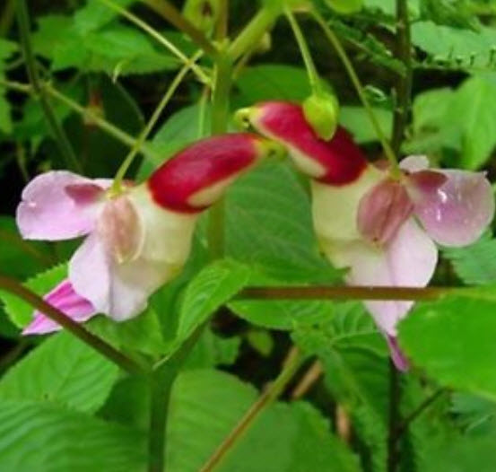 กล้วยไม้นกแก้ว (Parrot Orchid) / 20 เม็ด