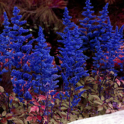 อัสดง (Astilbe) คละสี / 100 เม็ด (China)