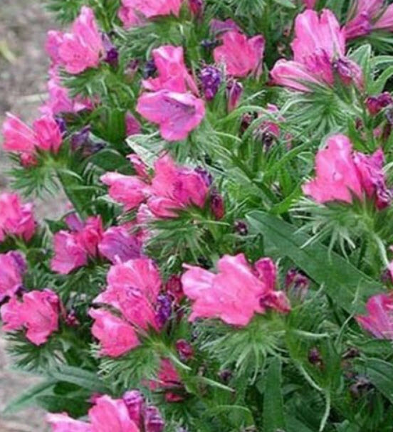 ไวเปอร์ บูกลอส - โรส เบ็ดเดอร์ สีชมพู (Vipor's Bugloss - Rose Bedder) / 50 เม็ด (USA)