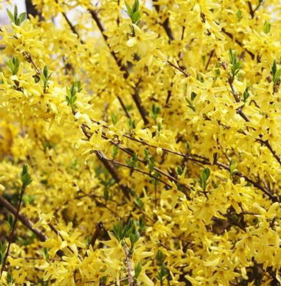 เหลี่ยงเคี้ยว หรือเหลี่ยนเชี่่ยว (Weeping Forsythia) 20 เม็ด / ซอง (E010)