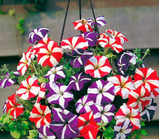 พิทูเนีย (Petunia Compacta Star) คละ / 1,000 เม็ด (UK)