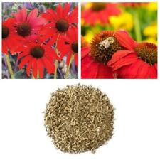 เอ็กไคนาเซีย (Echinacea - Red Ruby) / 250 เม็ด
