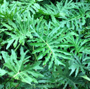 ฟิโลใบมะละกอ หรือ ฟีโล ซีลอม (Philodendron selloum) / 10 เม็ด