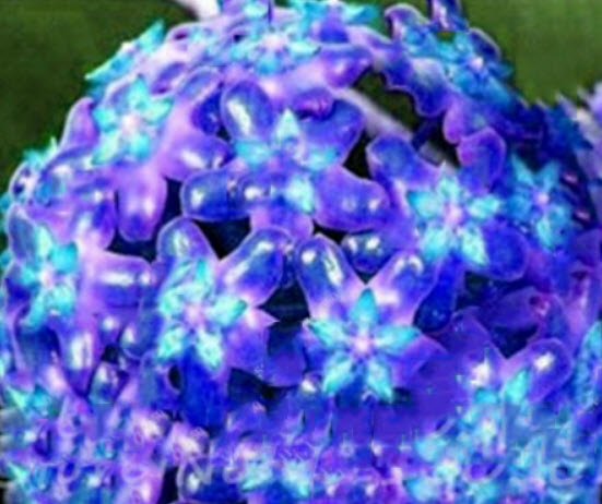 โฮย่าสีน้ำเงิน (Blue Hoya) / 100 เม็ด (หายาก)