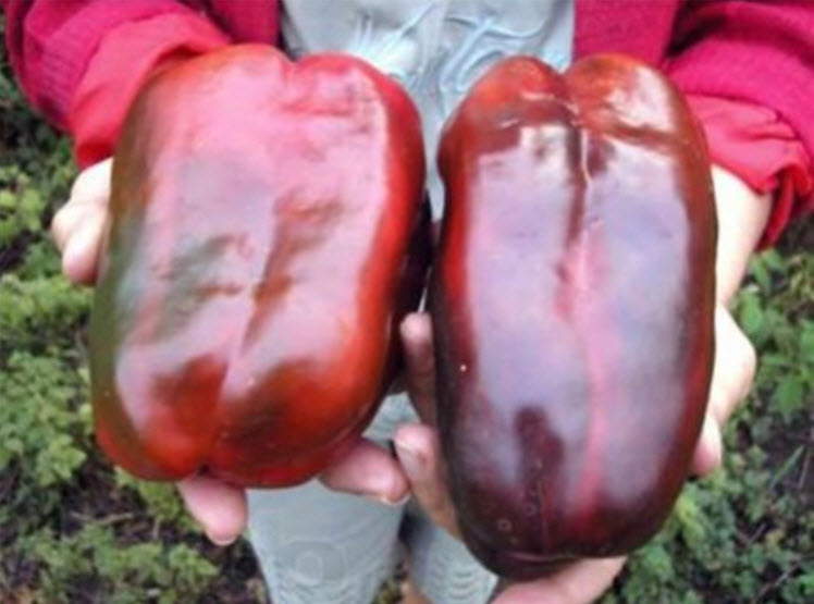 พริกหวานยักษ์ สีแดง / 40 เม็ด (Ukraine)