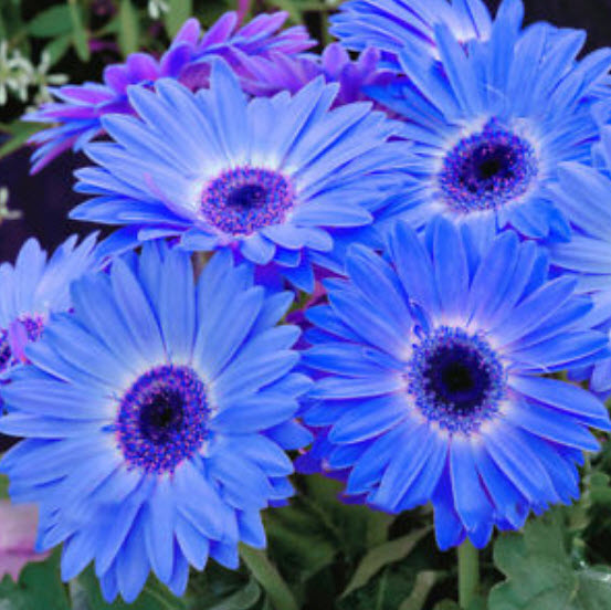 เยอบีร่า สีฟ้า (Majorette Blue Halo) / 100 เม็ด