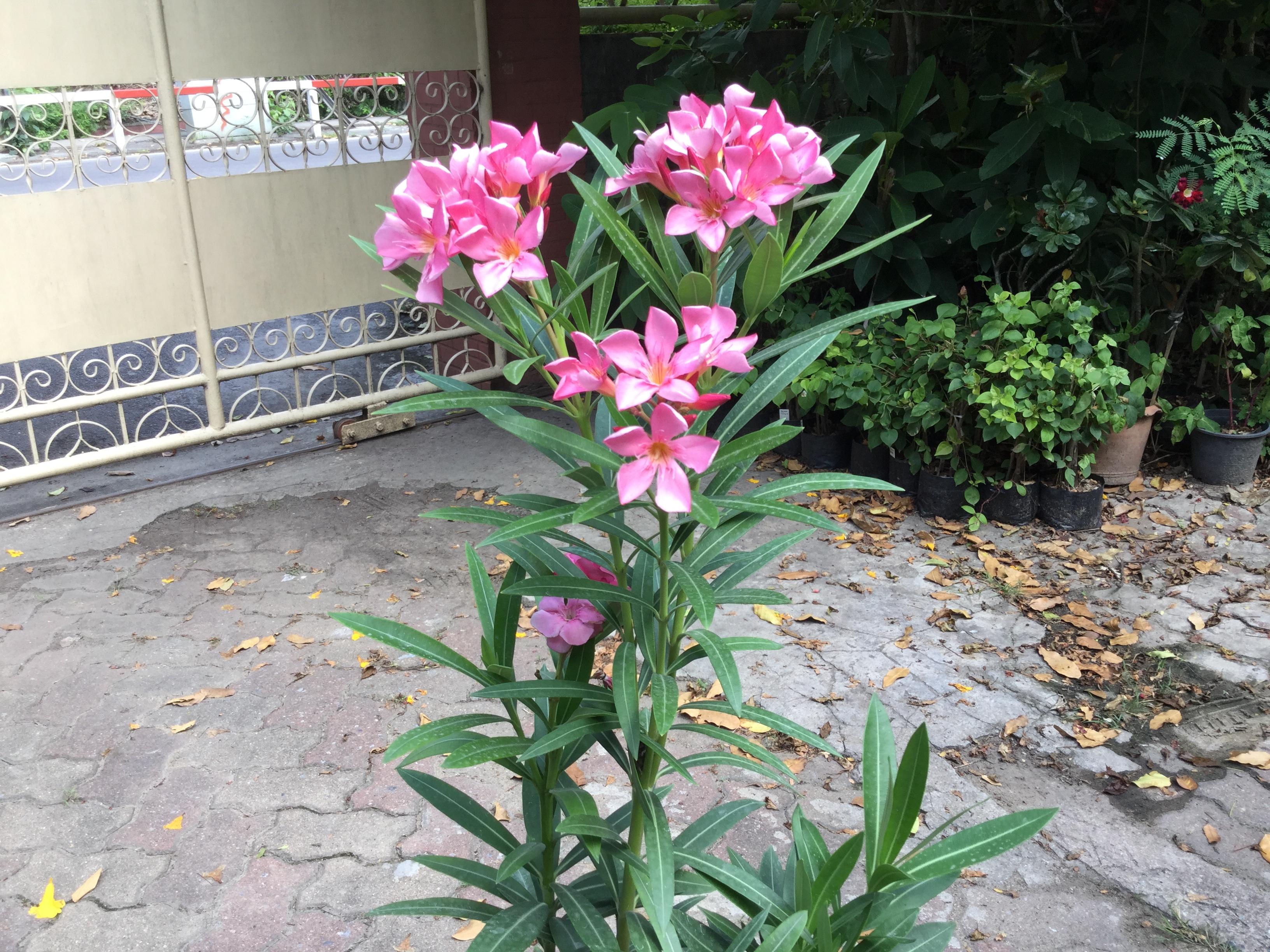 ต้นยี่โถ ดอกชมพู สูง 70-90 ซม. / ต้น