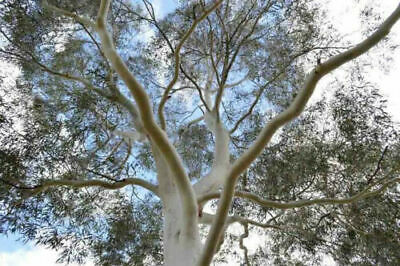 ยูคาลิปตัสขาว (Mountain White Gum) / 400 เม็ด (Portugal)