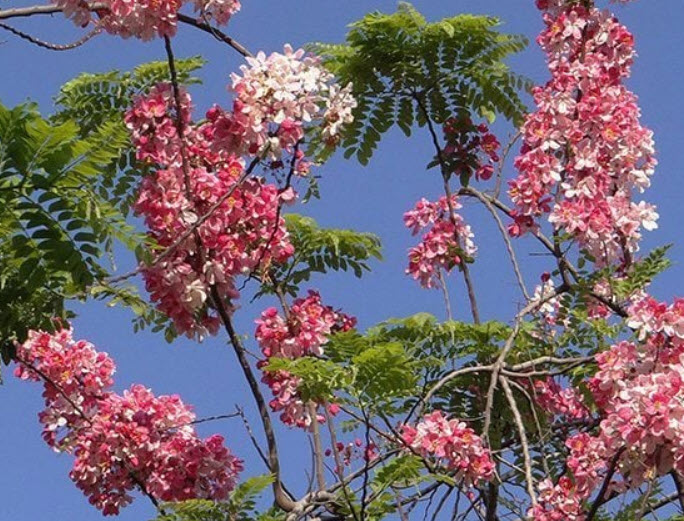 ชัยพฤกษ์ (Java cassia) / 25 เม็ด (P2S)